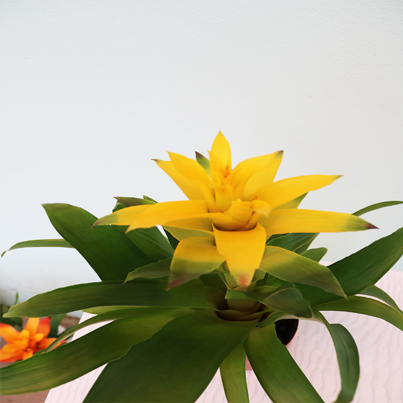 Quzmania (Quzmaniya)